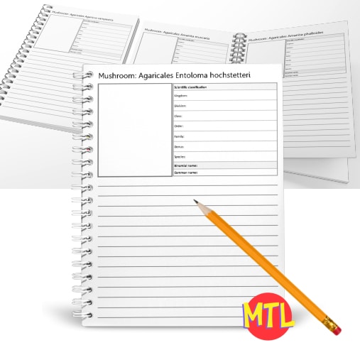 zy450 Mushroom Notebooking a 500x500 b