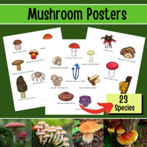 mushroom posters