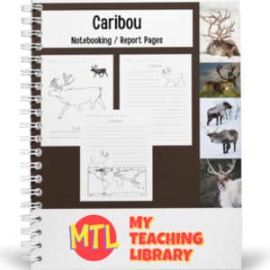 Caribou - Reindeer